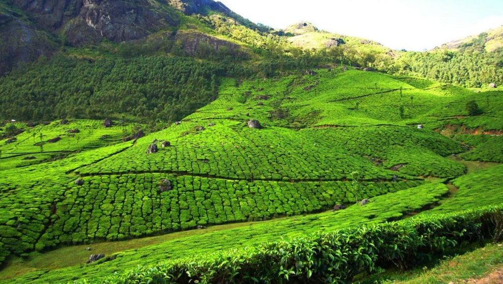 Munnar monsoon, Kerala – covered Tea Gardens | visionlike