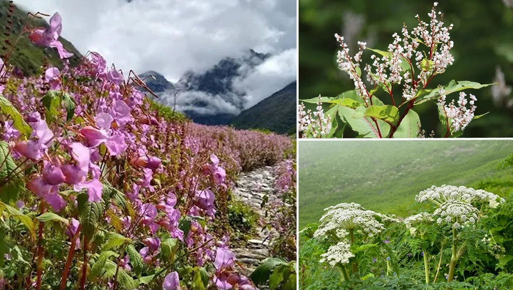 Valley of Flowers Uttarakhand | visionlike